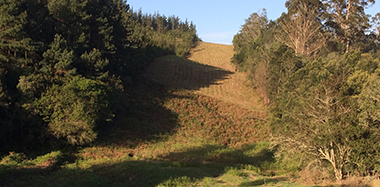 General forestry advice and support for Geo Parkes of Knysna